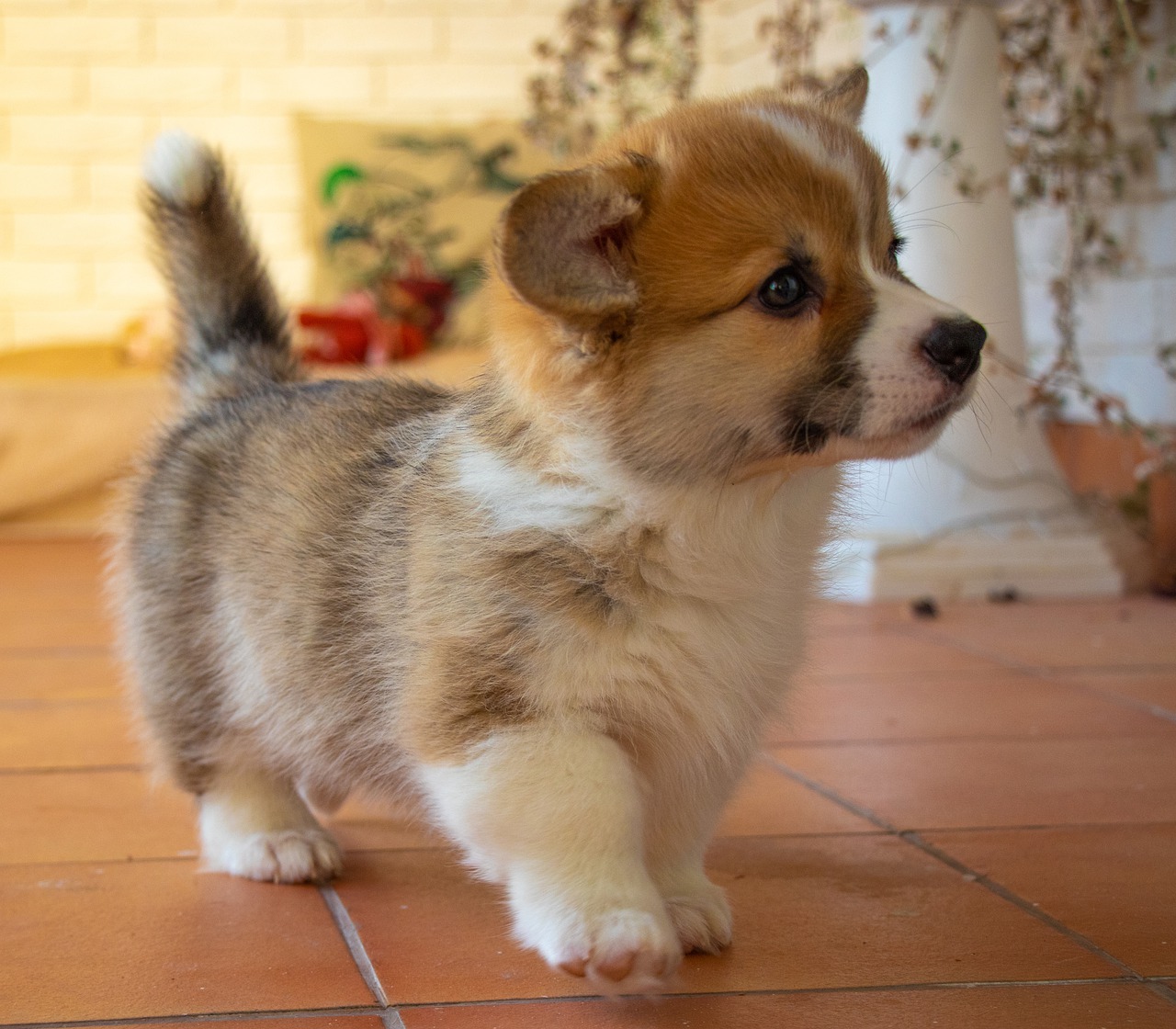 does corgi have tail