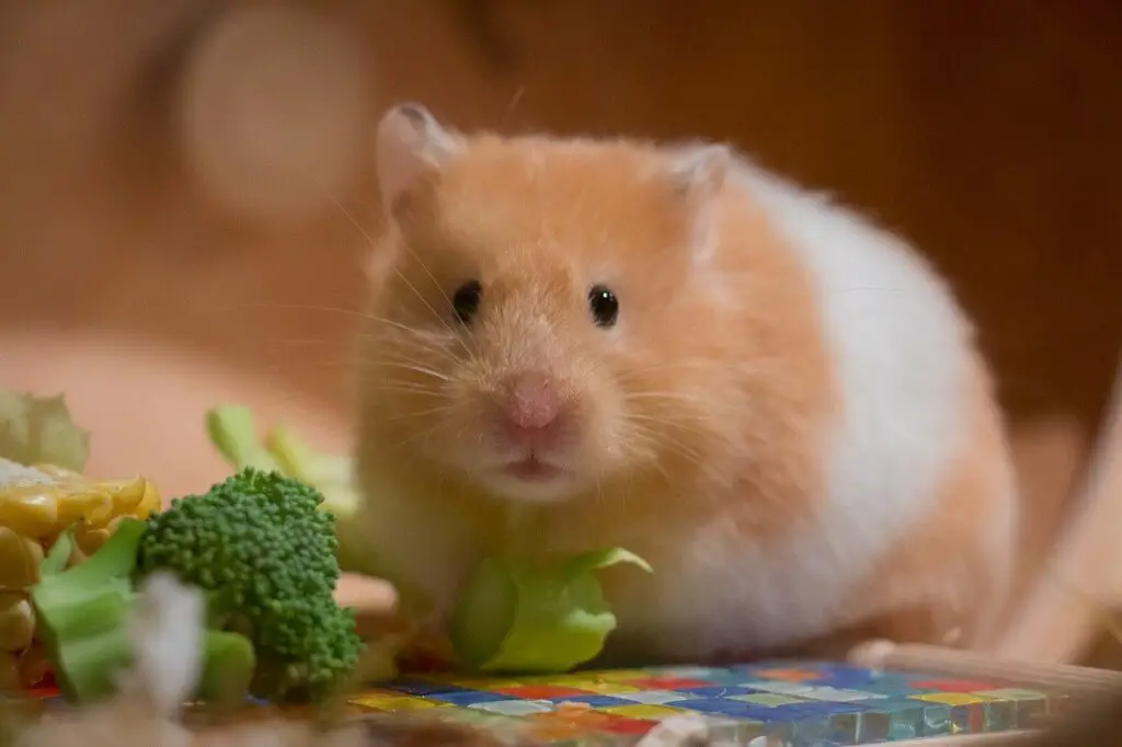 Good Girl Hamster Names 