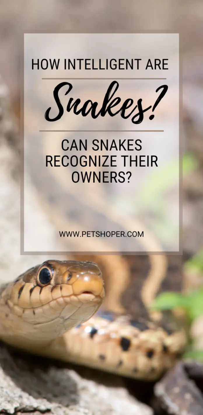 How Intelligent Are Snakes? [Answered] - PetShoper