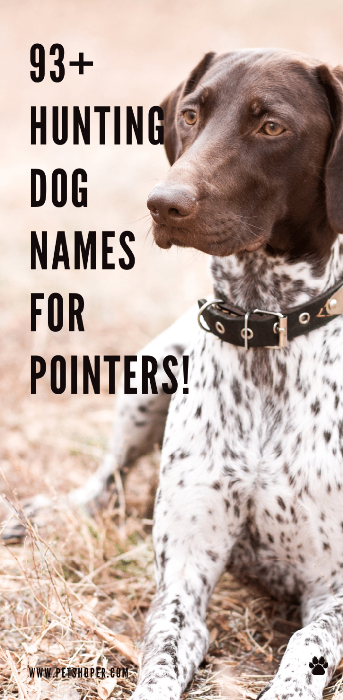 Hunting Dog Names For Pointers Pin 696x1420 