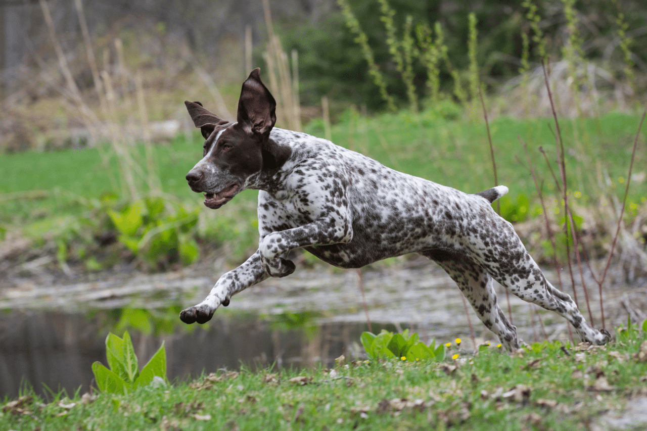 Hunting Dog Names For Pointers
