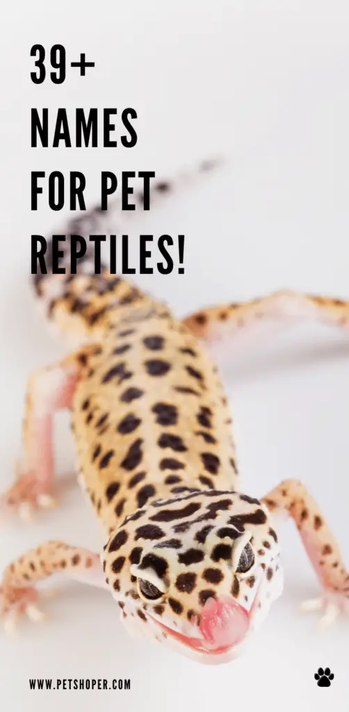 Names For Pet Reptiles +51 TOP Ideas [Male, Female] - PetShoper