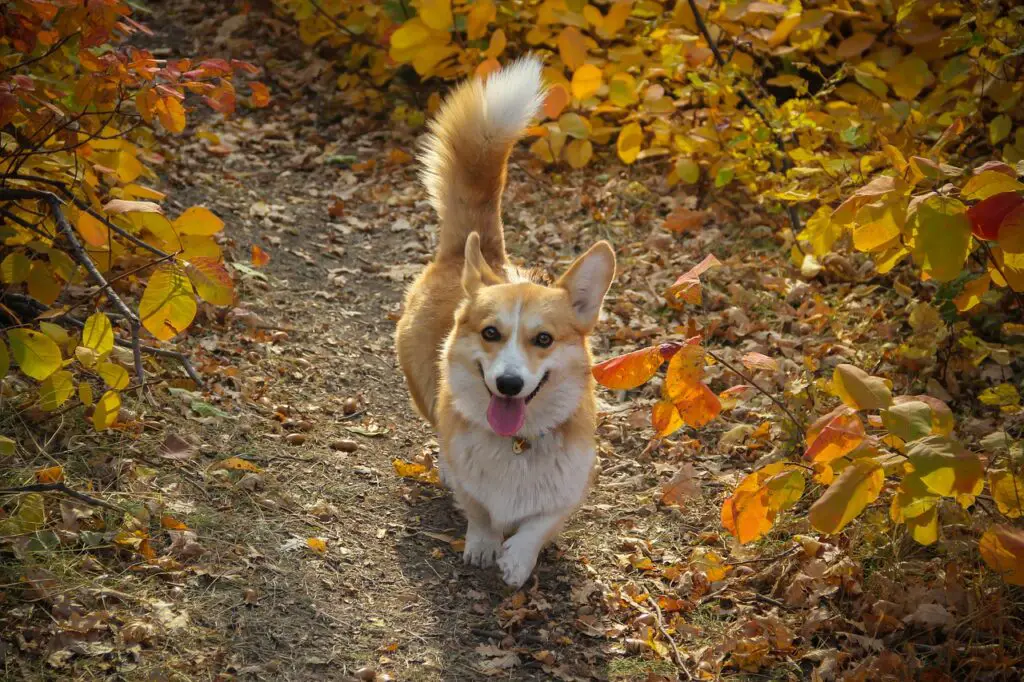 Which Breed Of Corgi Has A Tail