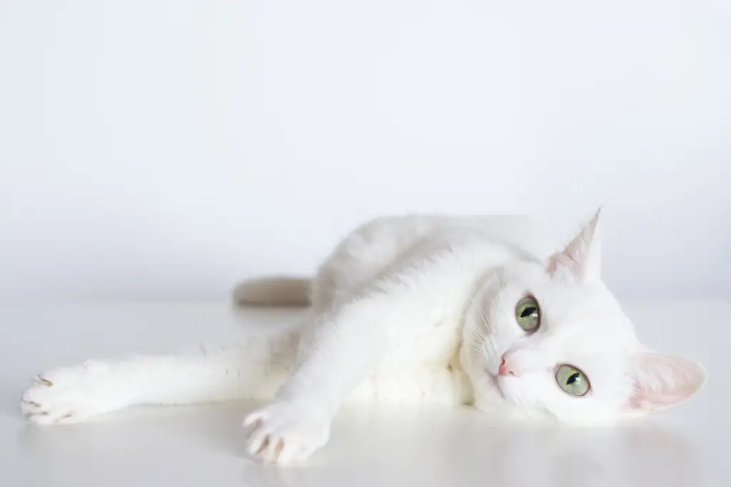 white-cat-names-90-best-top-ideas-petshoper