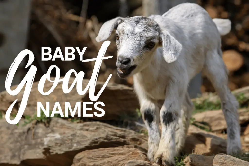 Baby Goat Names