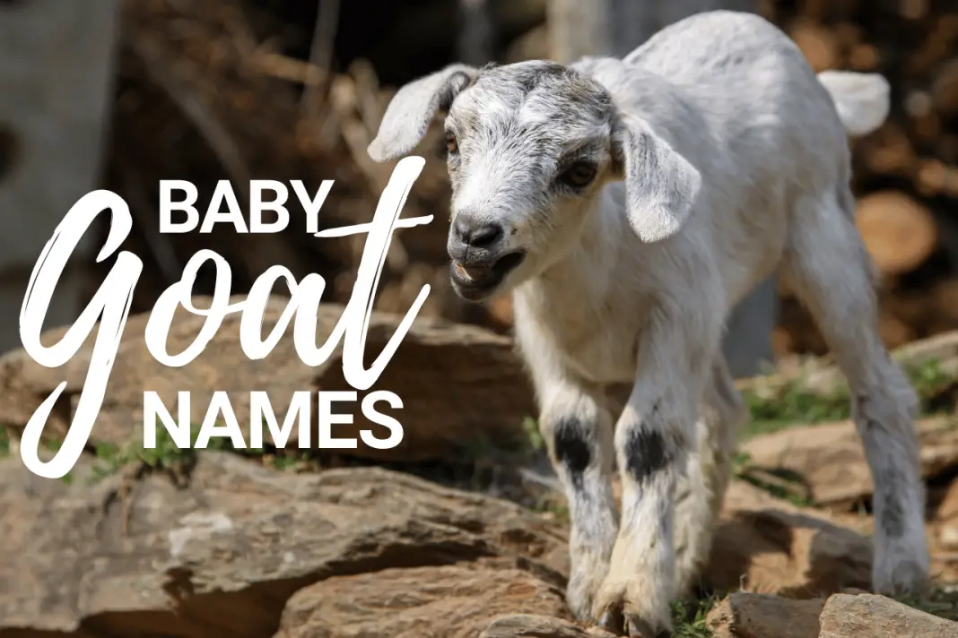 Goat Names 100+ TOP Boy & Girl Names Ideas