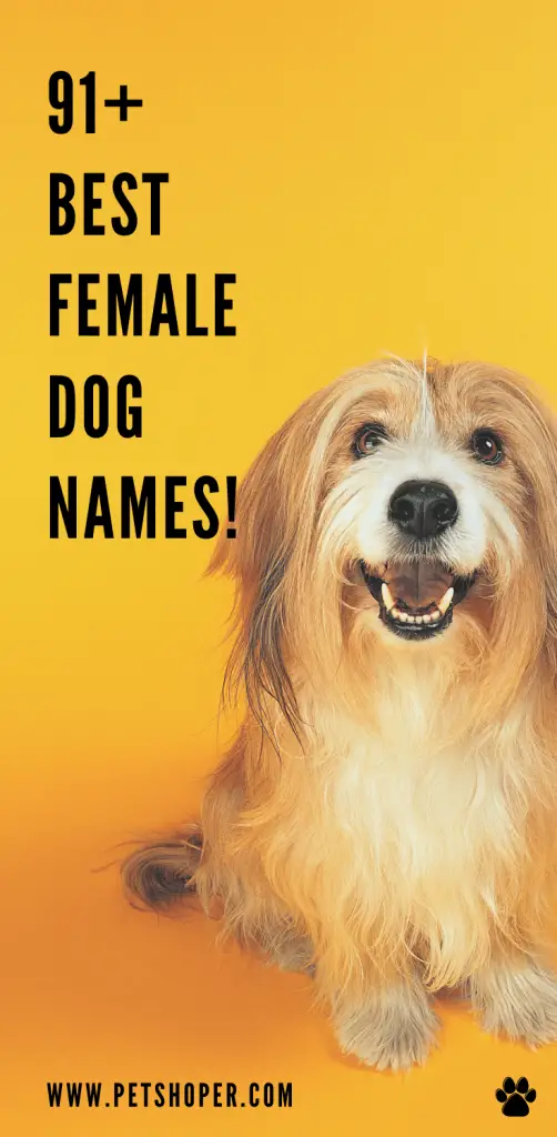Best Female Dog Names pin