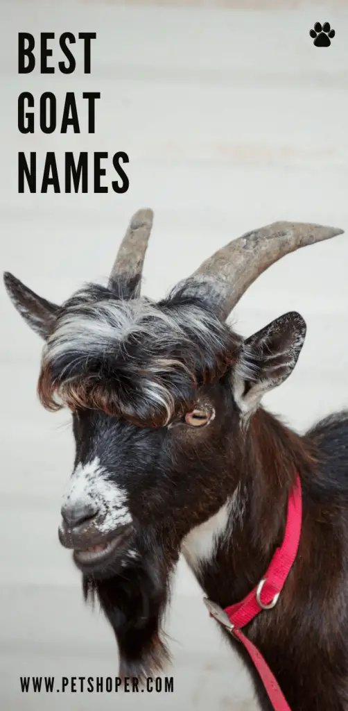 Best Goat Names pin