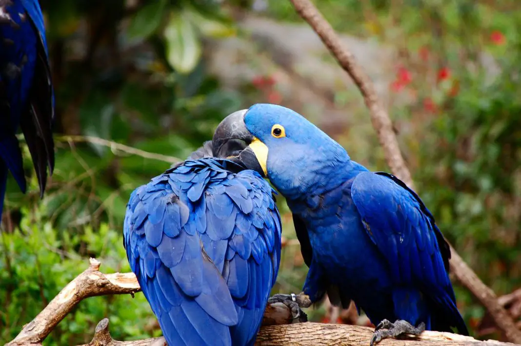 blue-bird-names-96-top-best-names-for-blue-birds-petshoper