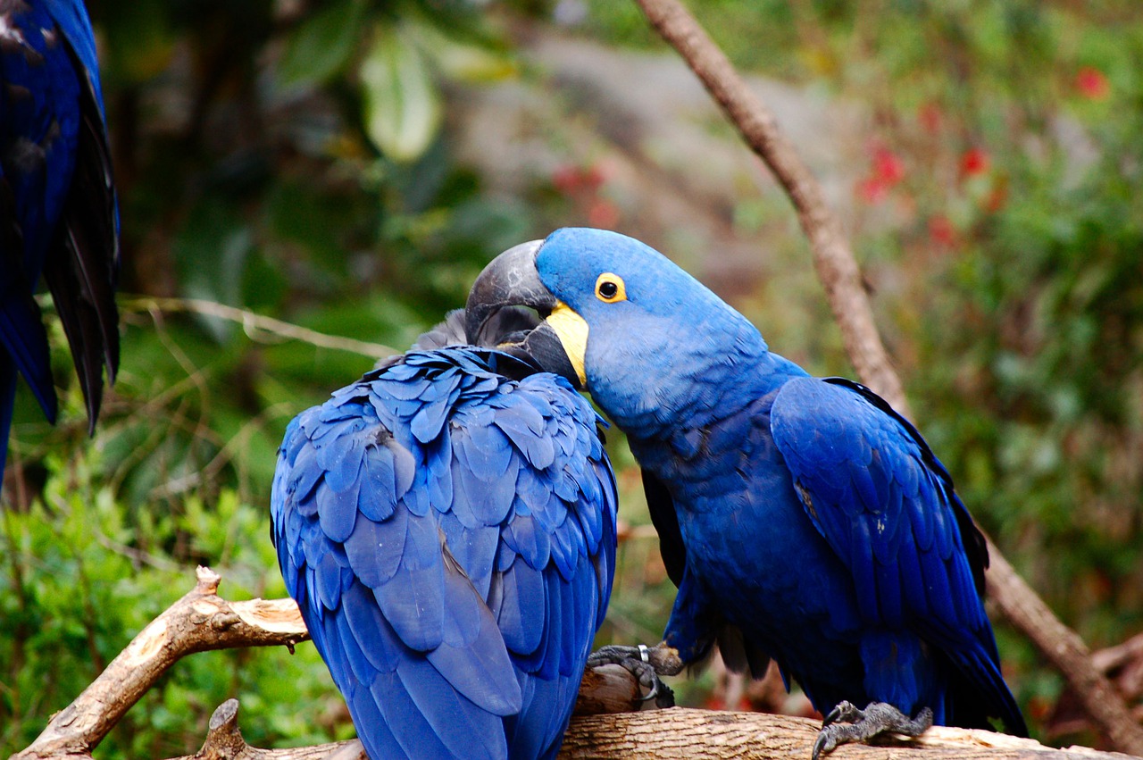 Blue Bird Names 96 [TOP & BEST] Names for Blue Birds - PetShoper