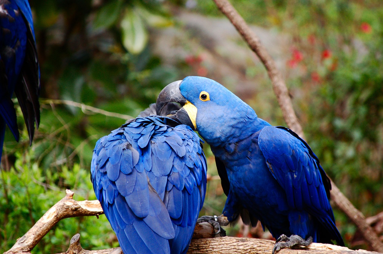 Blue Bird Names 96 TOP BEST Names For Blue Birds PetShoper