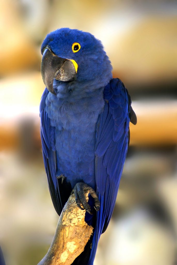 Cute Blue Bird Names