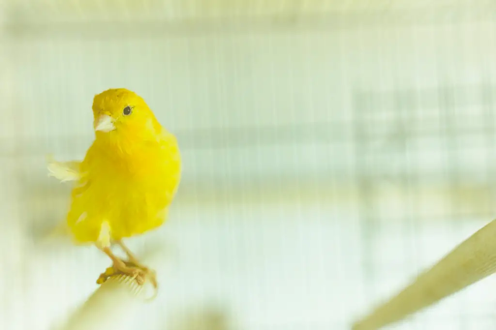 Cute Yellow Bird Names