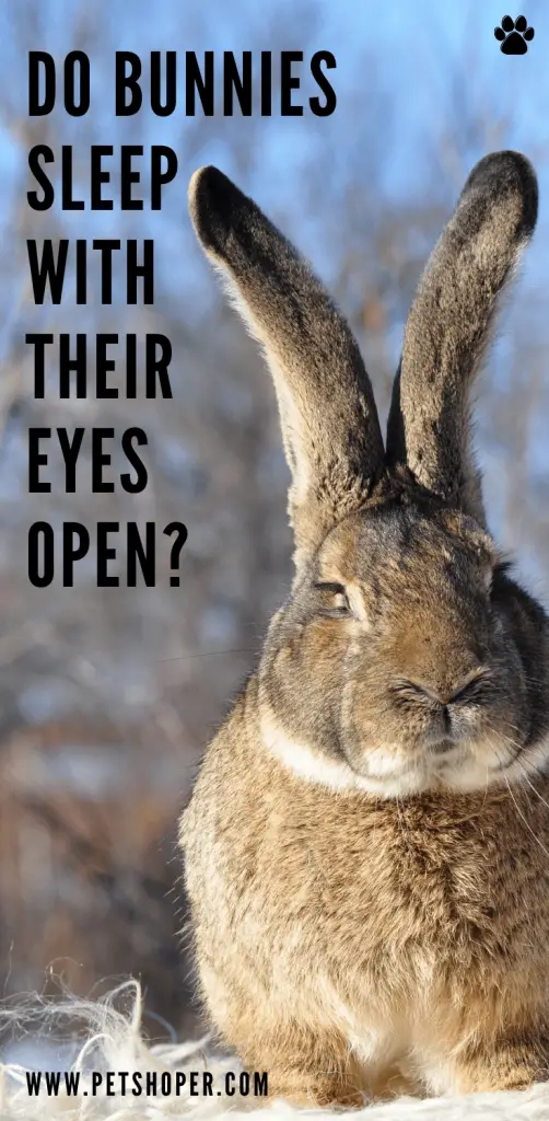 Do Bunnies Sleep With Their Eyes Open pin