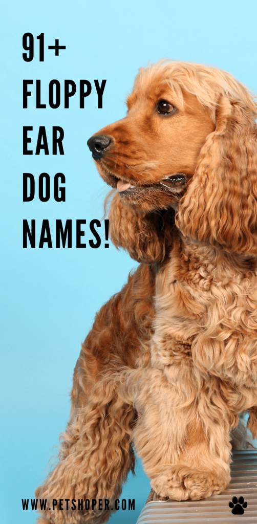 Floppy Ear Dog Names pin