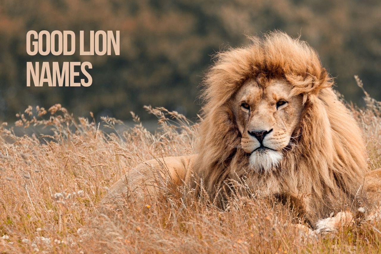 Lion Names 325 TOP BEST Amazing Lion Names PetShoper