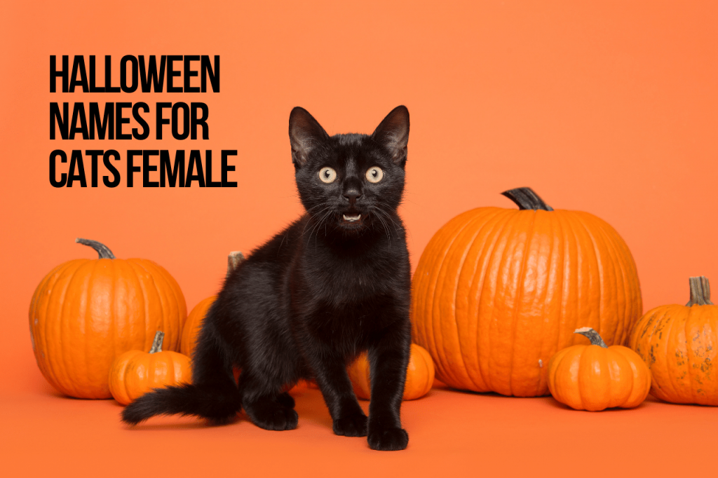 Halloween Names For Cats Female