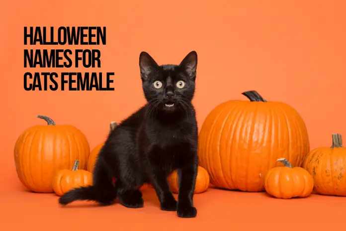 Halloween Names For Cats 66+ Top & Best Spooky Ideas - PetShoper