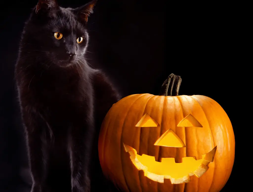 Halloween Names For Cats 66 Top Best Spooky Ideas PetShoper