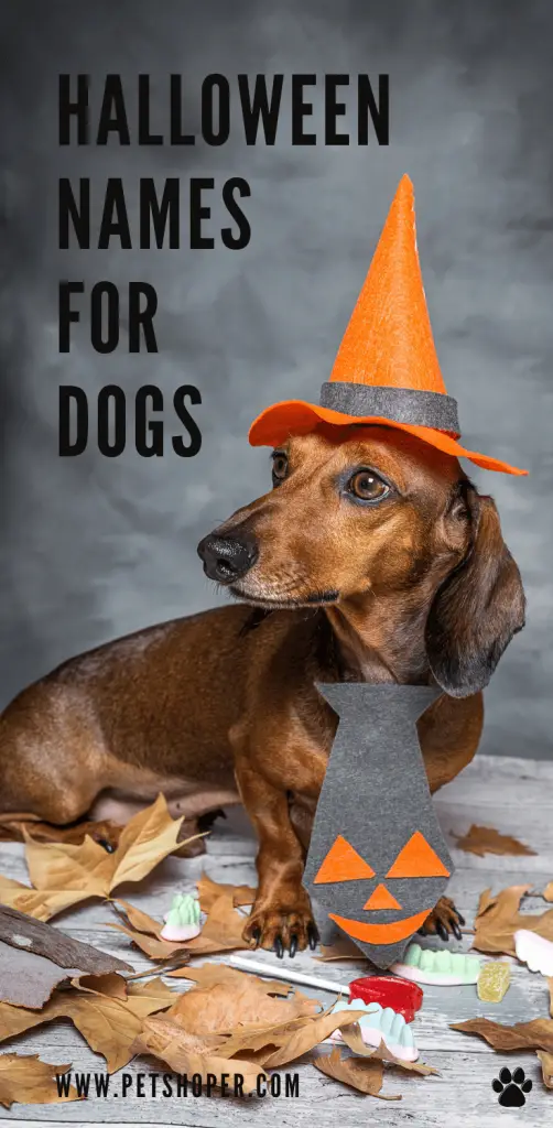 Halloween Names For Dogs 66 TOP CUTE Spooky Ideas PetShoper