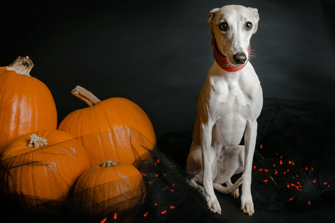 Halloween Names For Dogs 66+ TOP & CUTE Spooky Ideas! - PetShoper