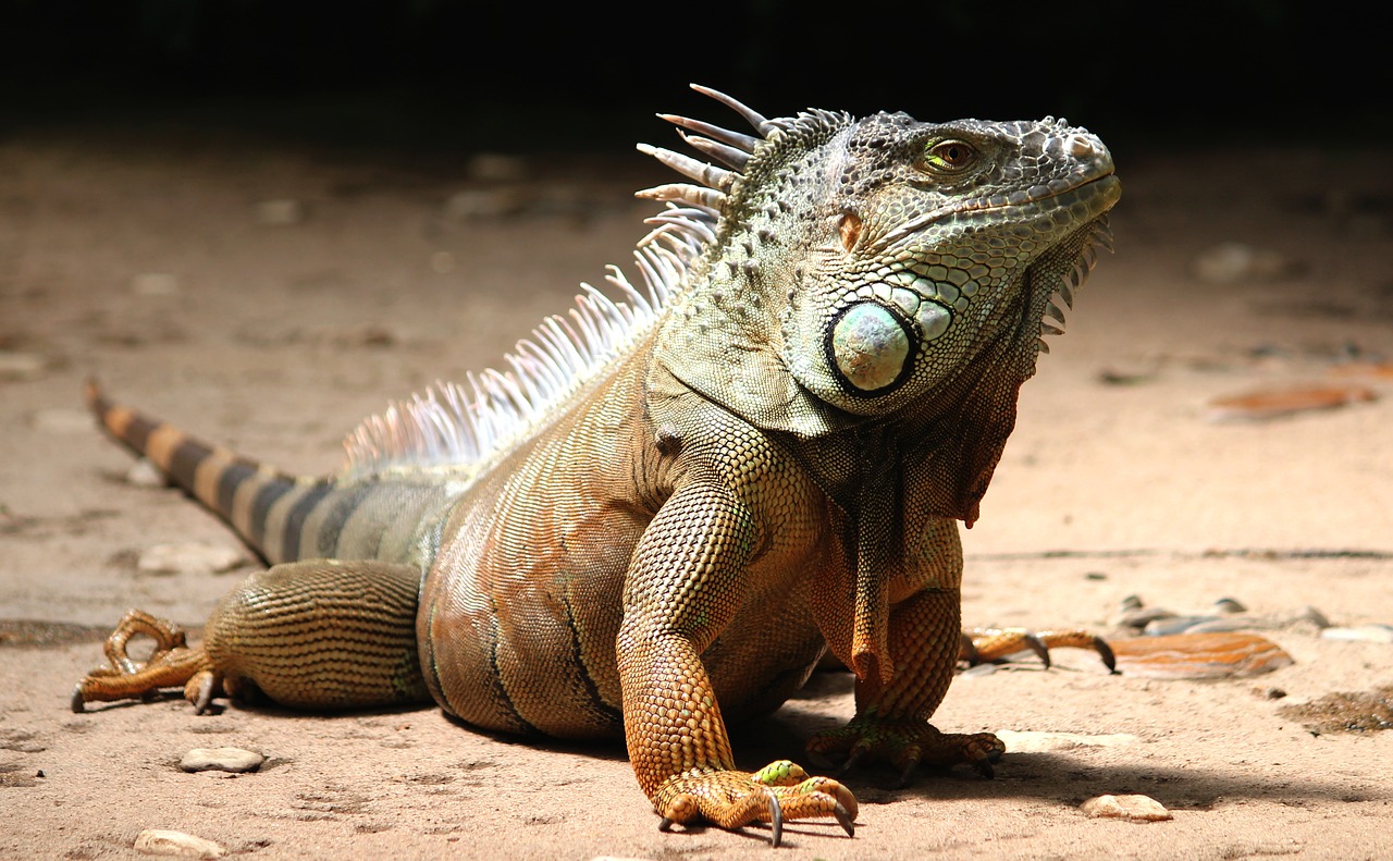 How big do iguanas get