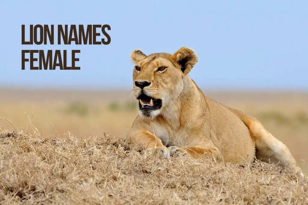 Lion Names Female