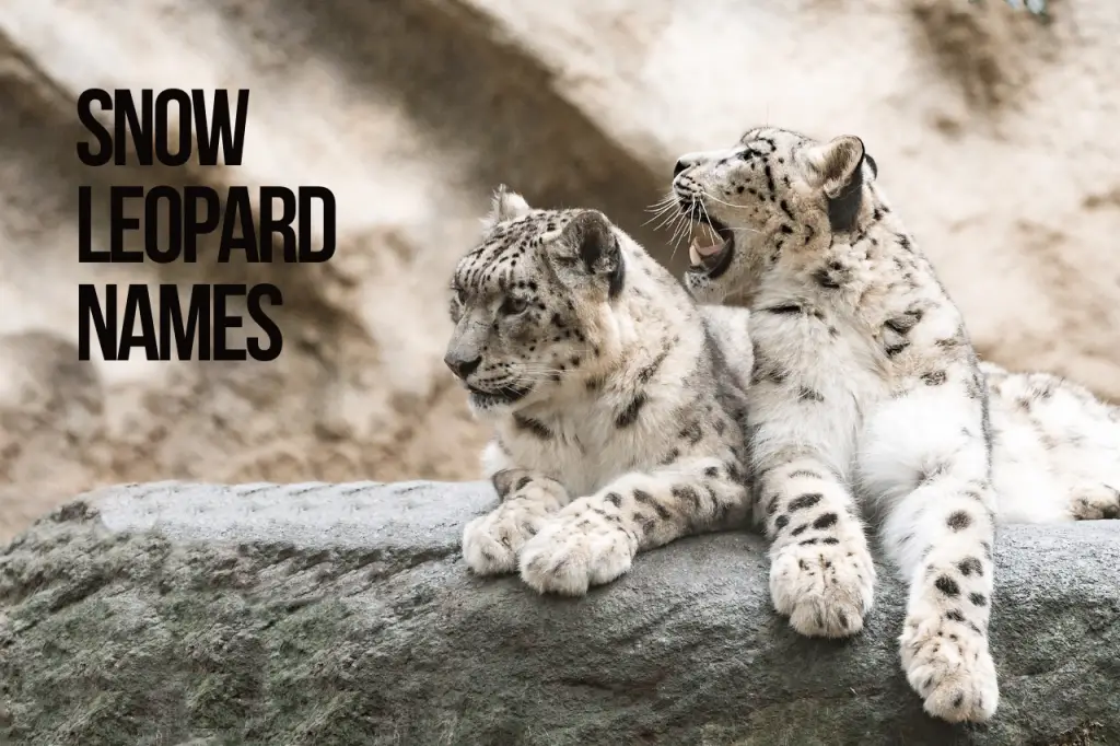 Leopard Names