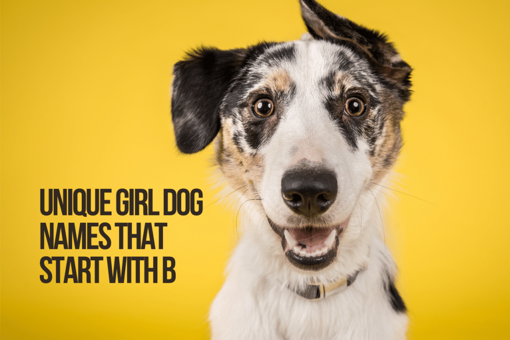 Unique Girl Dog Names That Start With B