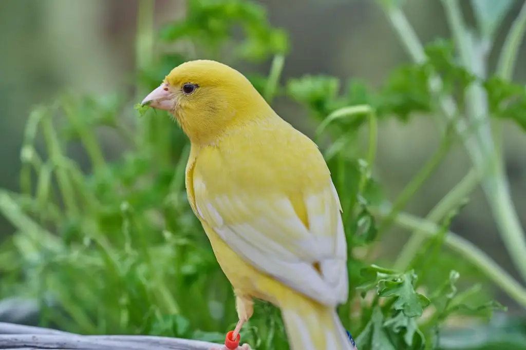 yellow-bird-names-96-cute-top-names-for-yellow-birds-petshoper