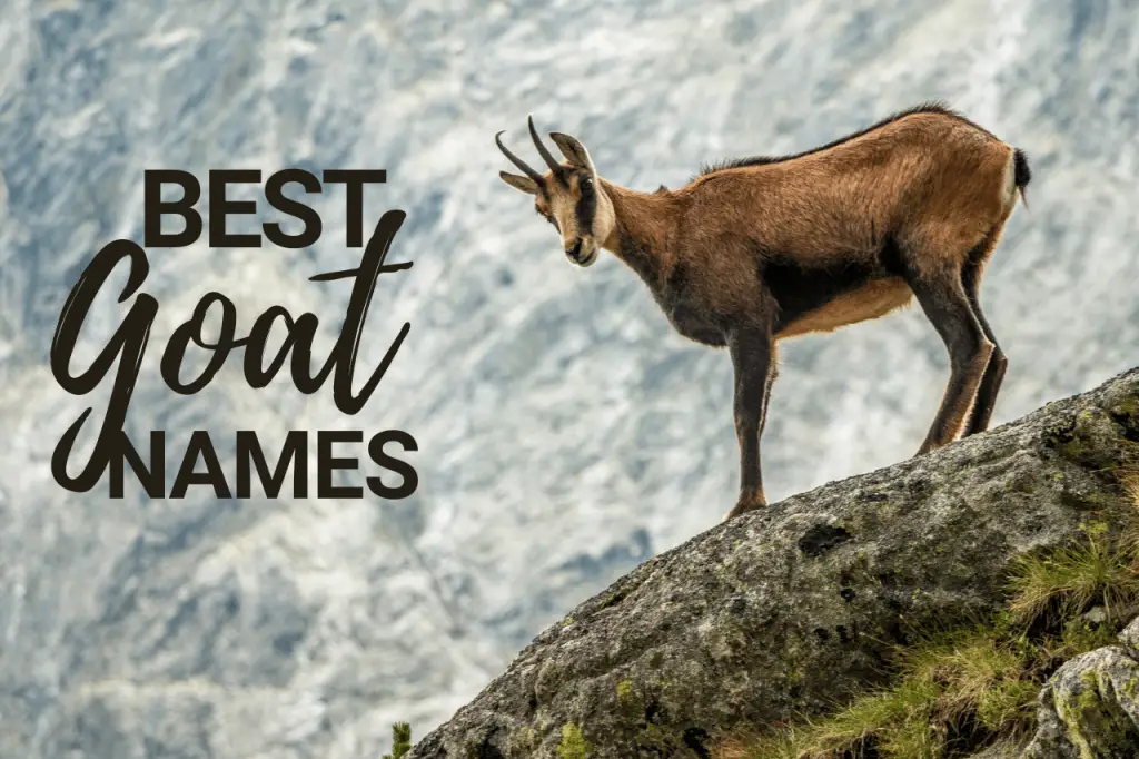 best goat names