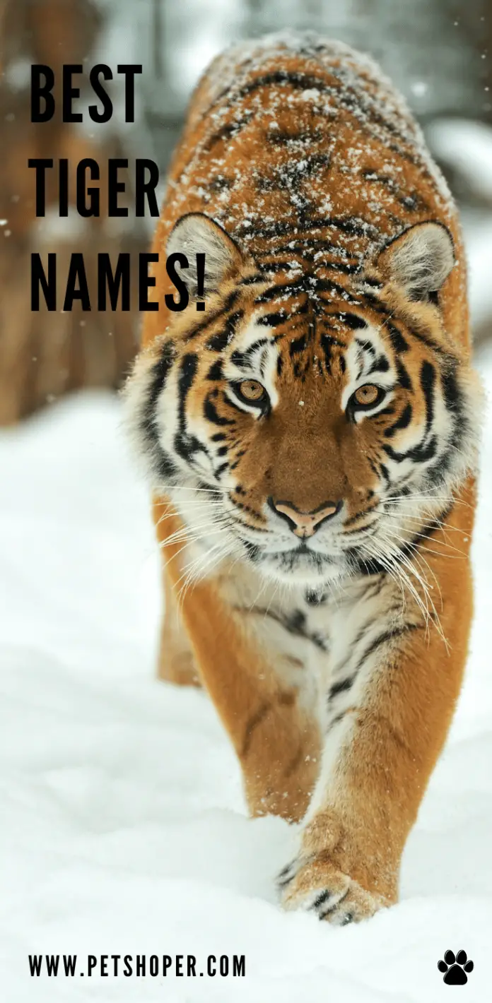 Tiger Names Top Best Male Female Ideas Petshoper