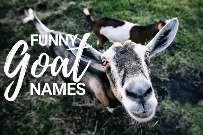 funny goat names