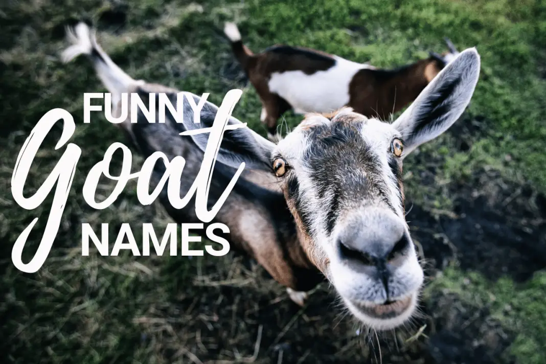 Goat Names 100+ TOP Boy & Girl Names Ideas