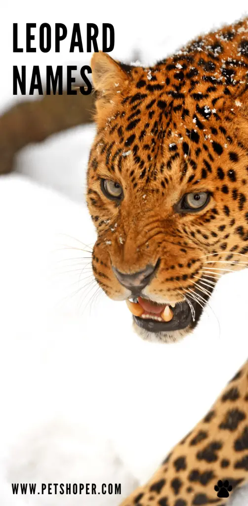 Leopard Names 124 TOP CUTE MALE FEMALE Ideas PetShoper