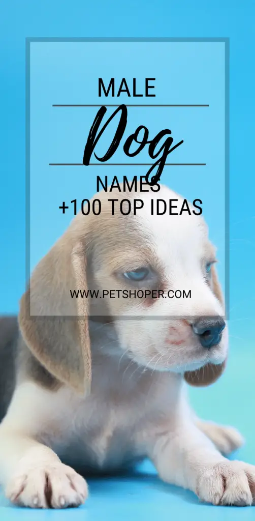 male dog names pin