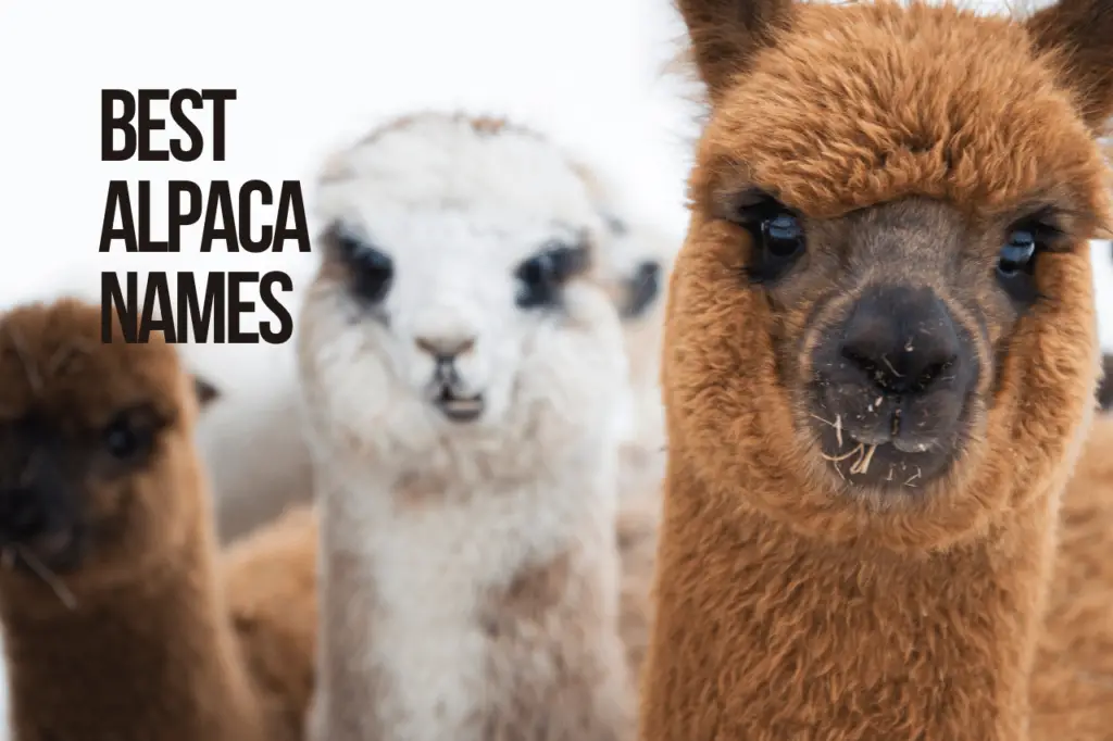 Best Alpaca Names