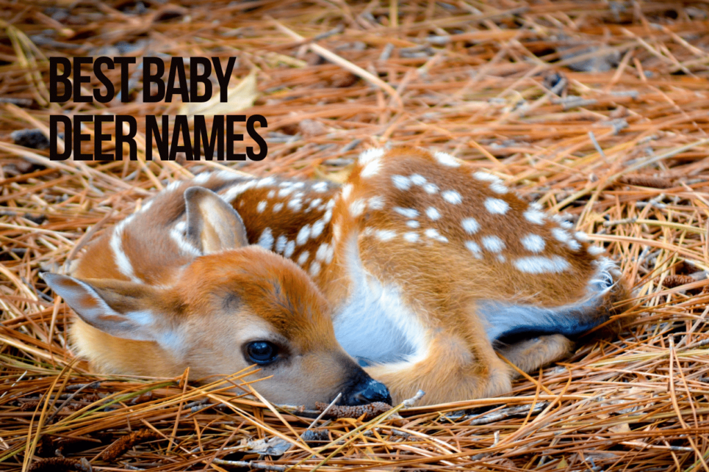 Best Baby Deer Names
