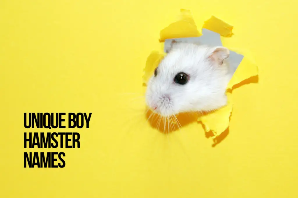 Boy Hamster Names Unique