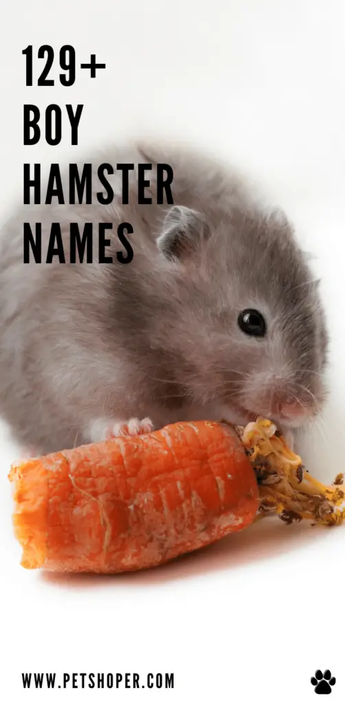 Boy Hamster Names pin