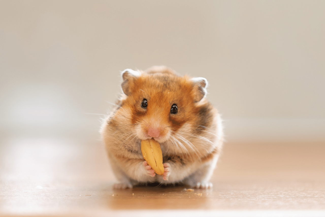 Boy Hamster Names 129 TOP CUTE Ideas PetShoper