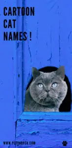 Cartoon Cat Names - 79 BEST & CUTE Ideas - PetShoper