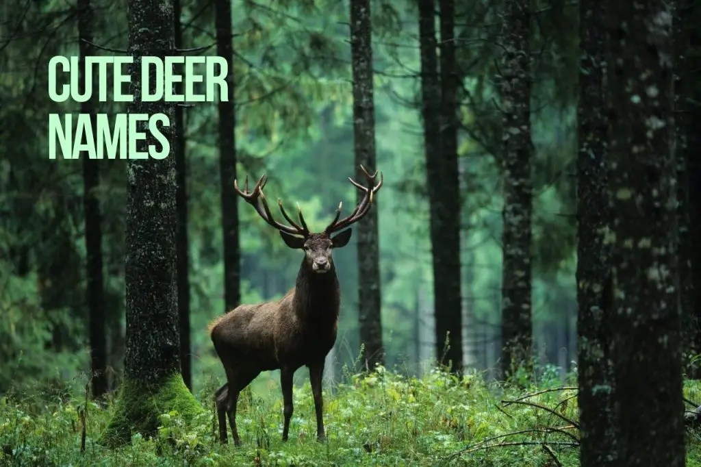 Cute Deer Names