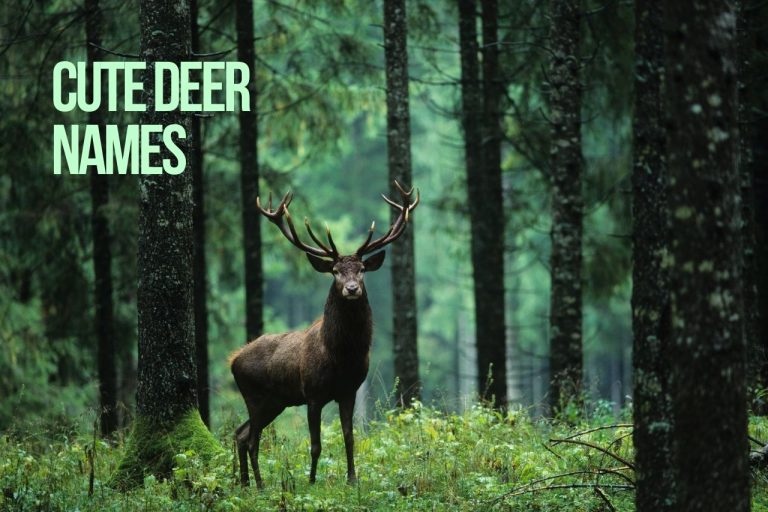 Deer Names 296 Best Top Cute Ideas PetShoper