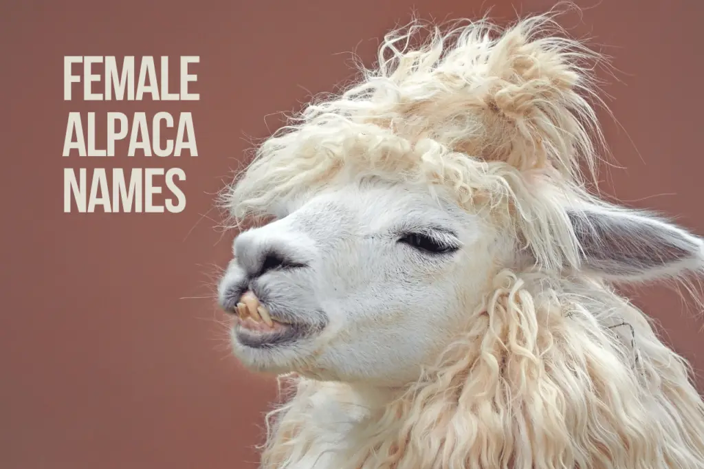 Female Alpaca Names