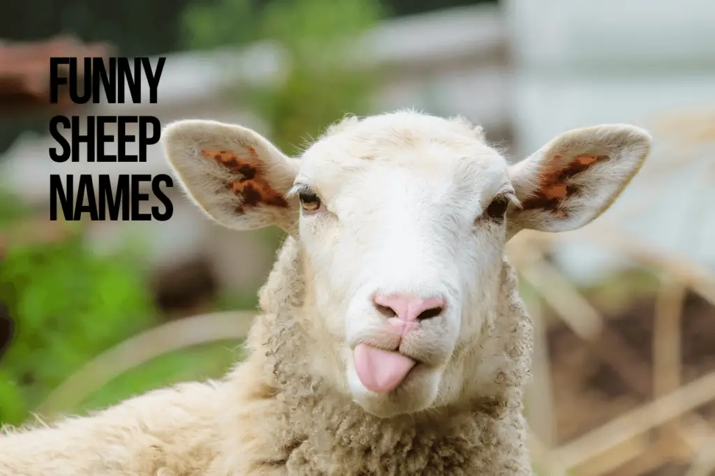 Funny Sheep Names