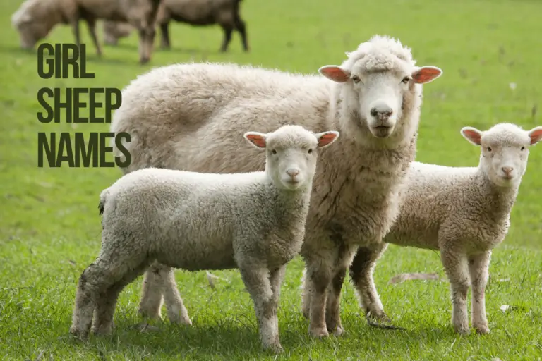 Sheep Names 119+ CUTE & ADORABLE Ideas