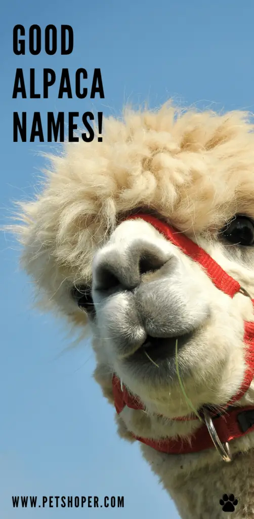 Good Alpaca Names pin