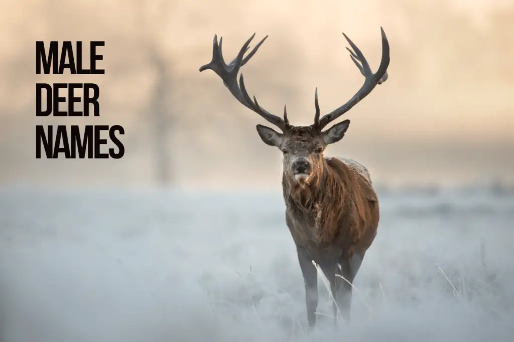 Male Deer Names