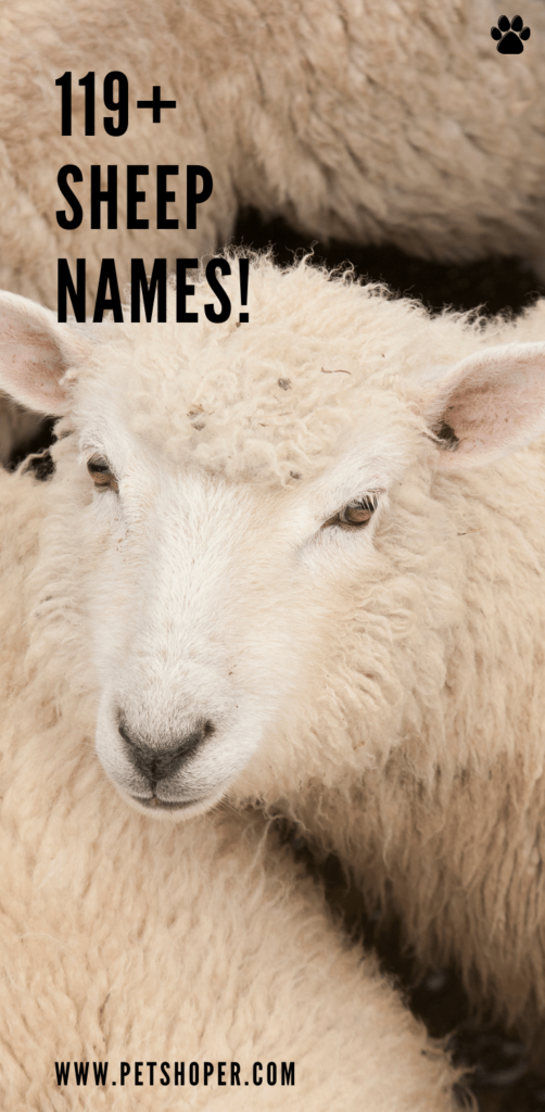 Names for pet sheep pin